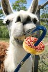 Click image for larger version

Name:	Llama.jpg
Views:	313
Size:	98.6 KB
ID:	51461