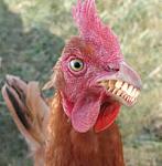 Click image for larger version

Name:	chicken_with_teeth.jpg
Views:	263
Size:	9.9 KB
ID:	51513