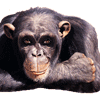 Name:  cool_monkey.gif
Views: 311
Size:  16.7 KB