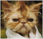 Click image for larger version

Name:	Wet Kitty.JPG
Views:	664
Size:	39.8 KB
ID:	52227