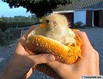 Click image for larger version

Name:	real_chicken_sandwhich.jpg
Views:	333
Size:	48.4 KB
ID:	52711