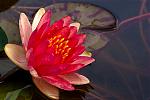 Click image for larger version

Name:	2010-06-06 Yard Pictures 0004 -V2.JPG
Views:	165
Size:	59.9 KB
ID:	52890