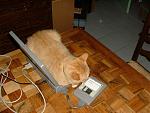 Click image for larger version

Name:	tibou4.jpg
Views:	698
Size:	183.4 KB
ID:	52898