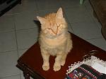 Click image for larger version

Name:	tibou5.jpg
Views:	630
Size:	43.4 KB
ID:	52899