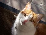 Click image for larger version

Name:	babou1.jpg
Views:	674
Size:	120.0 KB
ID:	52902