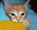 Click image for larger version

Name:	kittycornsmallyg6.gif
Views:	195
Size:	202.8 KB
ID:	53214