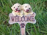 Click image for larger version

Name:	puppies.jpg
Views:	200
Size:	78.9 KB
ID:	53996