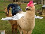 Click image for larger version

Name:	alpaca-3052411.jpg
Views:	373
Size:	87.1 KB
ID:	54279