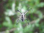 Click image for larger version

Name:	2000 08 26 NWRiverPark 005 spider.jpg
Views:	193
Size:	355.0 KB
ID:	54659