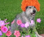 Click image for larger version

Name:	vr_oranje.jpg
Views:	311
Size:	44.8 KB
ID:	54748