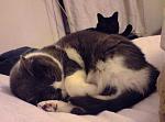 Click image for larger version

Name:	bestiole_dodo.jpg
Views:	195
Size:	32.2 KB
ID:	57051
