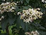 Click image for larger version

Name:	2010 08 23 002.jpg
Views:	305
Size:	307.6 KB
ID:	57084