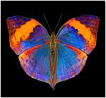 Click image for larger version

Name:	Capture.JPG
Views:	211
Size:	56.1 KB
ID:	59647