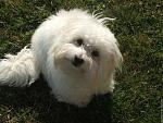 Click image for larger version

Name:	coton.jpg
Views:	558
Size:	63.1 KB
ID:	63065