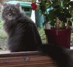 Click image for larger version

Name:	christmas.gif
Views:	278
Size:	192.3 KB
ID:	63795