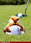 Click image for larger version

Name:	Gophers-not-Golfers-64925.jpg
Views:	124
Size:	87.3 KB
ID:	64125