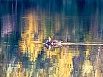 Click image for larger version

Name:	Fall In Alaska 2010-3.jpg
Views:	263
Size:	929.8 KB
ID:	64282