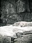 Click image for larger version

Name:	Sleepy Time - Polar Bear.jpg
Views:	205
Size:	392.6 KB
ID:	64283