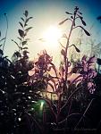 Click image for larger version

Name:	Fireweed.jpg
Views:	257
Size:	394.3 KB
ID:	64284