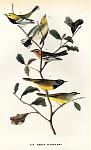 Click image for larger version

Name:	aud_warblers.jpg
Views:	289
Size:	183.1 KB
ID:	66041