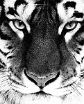 Click image for larger version

Name:	KSS_Tiger.png
Views:	515
Size:	142.3 KB
ID:	66229