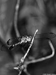 Click image for larger version

Name:	dragonfly.jpg
Views:	360
Size:	155.5 KB
ID:	66234
