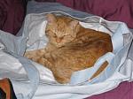 Click image for larger version

Name:	Max takes advantage of a bag I'd thrown on the bed2.jpg
Views:	348
Size:	29.4 KB
ID:	66472