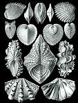 Click image for larger version

Name:	Haeckel_Acephala.png
Views:	657
Size:	167.6 KB
ID:	67120