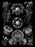 Click image for larger version

Name:	Haeckel_Ascomycetes.png
Views:	564
Size:	122.9 KB
ID:	67122