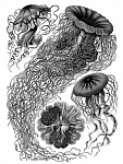 Click image for larger version

Name:	Haeckel_Discomedusae_8.png
Views:	616
Size:	179.0 KB
ID:	67123