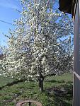 Click image for larger version

Name:	Pear tree in bloom.jpg
Views:	163
Size:	141.5 KB
ID:	68771