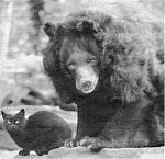 Click image for larger version

Name:	bear_cat.jpg
Views:	175
Size:	44.2 KB
ID:	69967