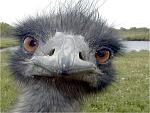 Click image for larger version

Name:	emu.jpg
Views:	166
Size:	59.0 KB
ID:	70586