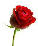 Click image for larger version

Name:	rose.jpg
Views:	157
Size:	48.7 KB
ID:	71587
