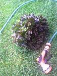 Click image for larger version

Name:	IMG_0547.jpg
Views:	229
Size:	804.4 KB
ID:	71869