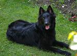 Click image for larger version

Name:	BelgianSheepdog1.jpg
Views:	126
Size:	57.0 KB
ID:	81496