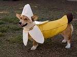 Click image for larger version

Name:	dogbanana.jpg
Views:	153
Size:	239.8 KB
ID:	81921