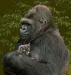 Click image for larger version

Name:	koko_holds_smoky2.jpg
Views:	501
Size:	25.9 KB
ID:	89120