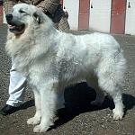 Click image for larger version

Name:	Great Pyrenees.jpg
Views:	300
Size:	94.7 KB
ID:	95159