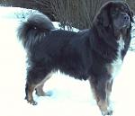 Click image for larger version

Name:	largest-dog-breed-Tibetan-Mastiff.jpg
Views:	1234
Size:	35.9 KB
ID:	95160