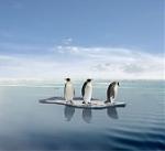 Click image for larger version

Name:	penguins adrift.jpg
Views:	169
Size:	5.9 KB
ID:	25916