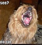 Click image for larger version

Name:	See no Cat.jpg
Views:	187
Size:	42.6 KB
ID:	92597