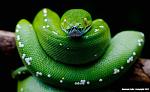 Click image for larger version

Name:	green_tree_python_by_basticelis-d56me9z.jpg
Views:	118
Size:	689.8 KB
ID:	103956