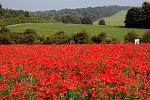 Click image for larger version

Name:	poppies.jpg
Views:	270
Size:	525.2 KB
ID:	52544