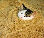 Click image for larger version

Name:	kitty-litter.jpg
Views:	282
Size:	36.6 KB
ID:	38874