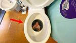 Click image for larger version

Name:	Toilet.jpg
Views:	202
Size:	98.0 KB
ID:	183939