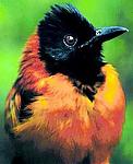 Click image for larger version

Name:	hoodedpitohui.jpg
Views:	330
Size:	47.6 KB
ID:	99341