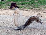 Click image for larger version

Name:	secret_squirrel.jpg
Views:	1257
Size:	43.8 KB
ID:	13217