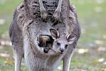 Click image for larger version

Name:	Eastern Grey joey, Tidbinbilla.jpg
Views:	162
Size:	46.7 KB
ID:	171462