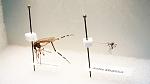 Click image for larger version

Name:	1681627-poster-1280-mosquito.jpg
Views:	117
Size:	69.0 KB
ID:	107965